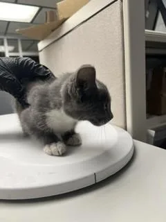 A baby small-sized female Domestic Short Hair cat named Kylie for adoption in Stockton, CA