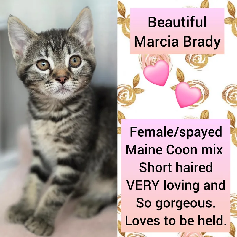 Marsha Brady