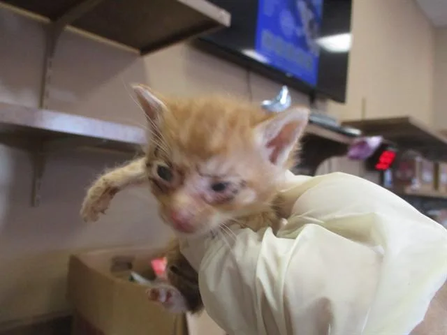 A baby small-sized male Domestic Short Hair cat named Martin for adoption in Ocala, FL