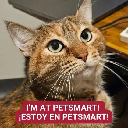 An adult small-sized female Domestic Short Hair cat named Rose for adoption in Carrollton, TX