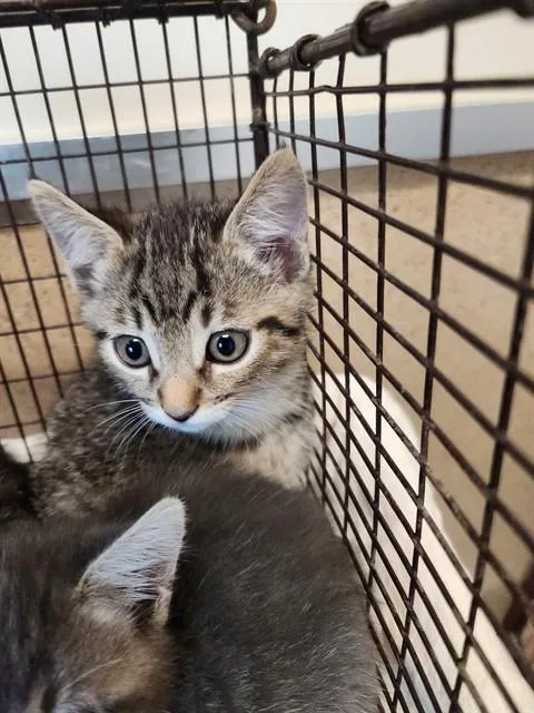 A baby small-sized male Domestic Short Hair cat named Victor for adoption in Sacramento, CA