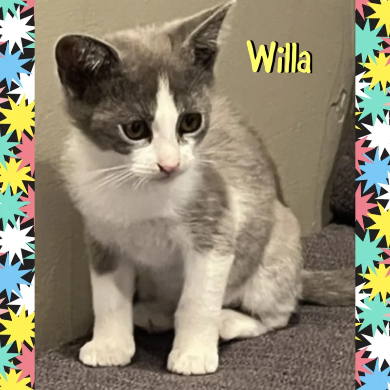 Willa
