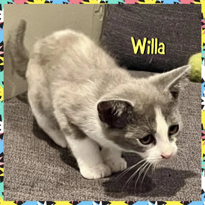 Willa thumbnail 2