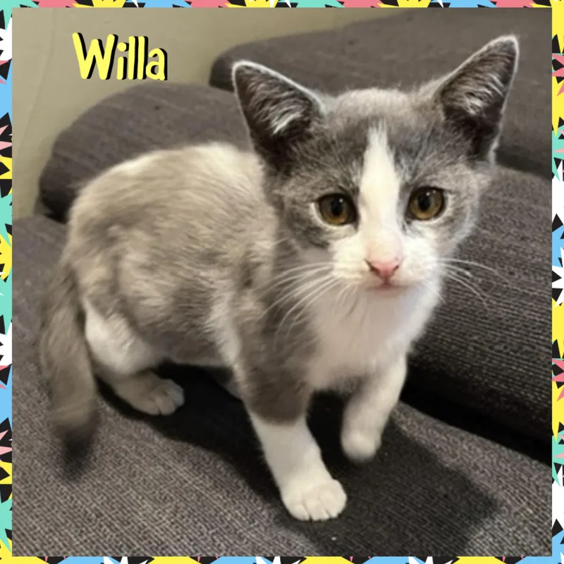 Willa thumbnail 3