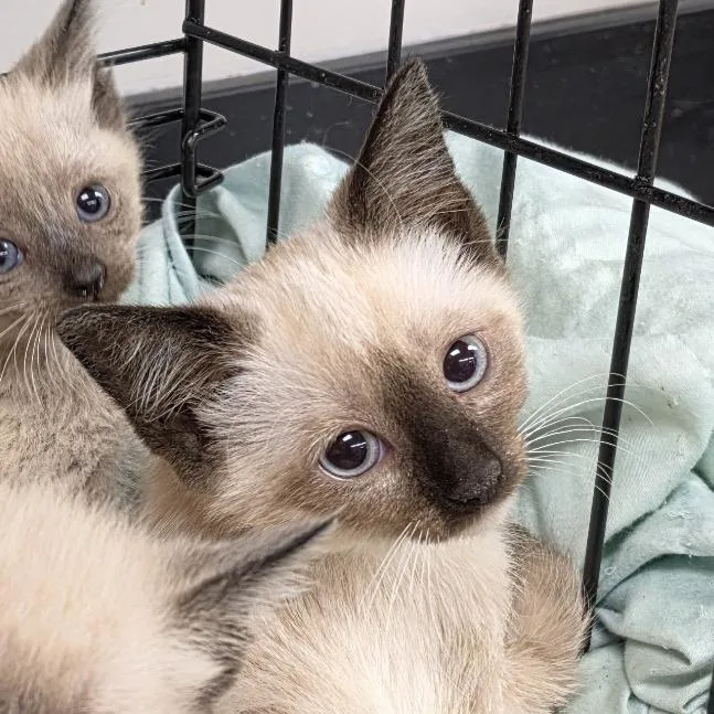 A baby small-sized female Domestic Short Hair cat named Espresso for adoption in Canton, NC