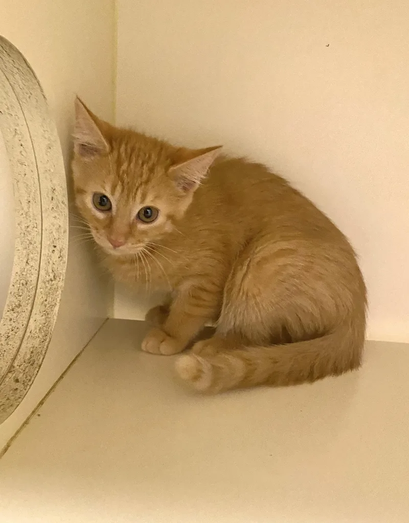 A baby small-sized male Domestic Short Hair cat named Nacho for adoption in Elyria, OH