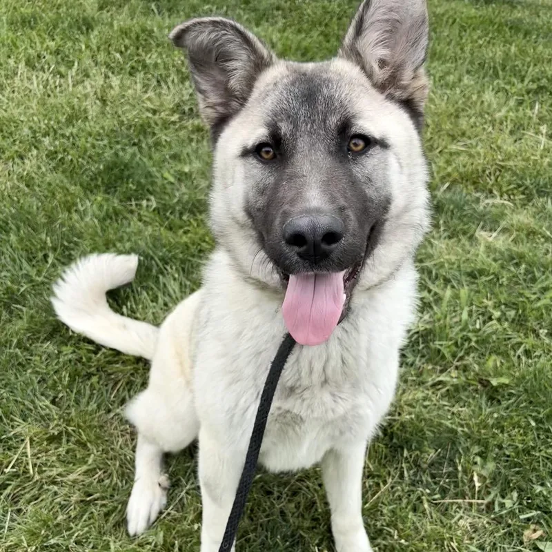 A young medium-sized female Gray / Blue / Silver German Shepherd Dog dog named Honey for adoption in St Joseph, MO