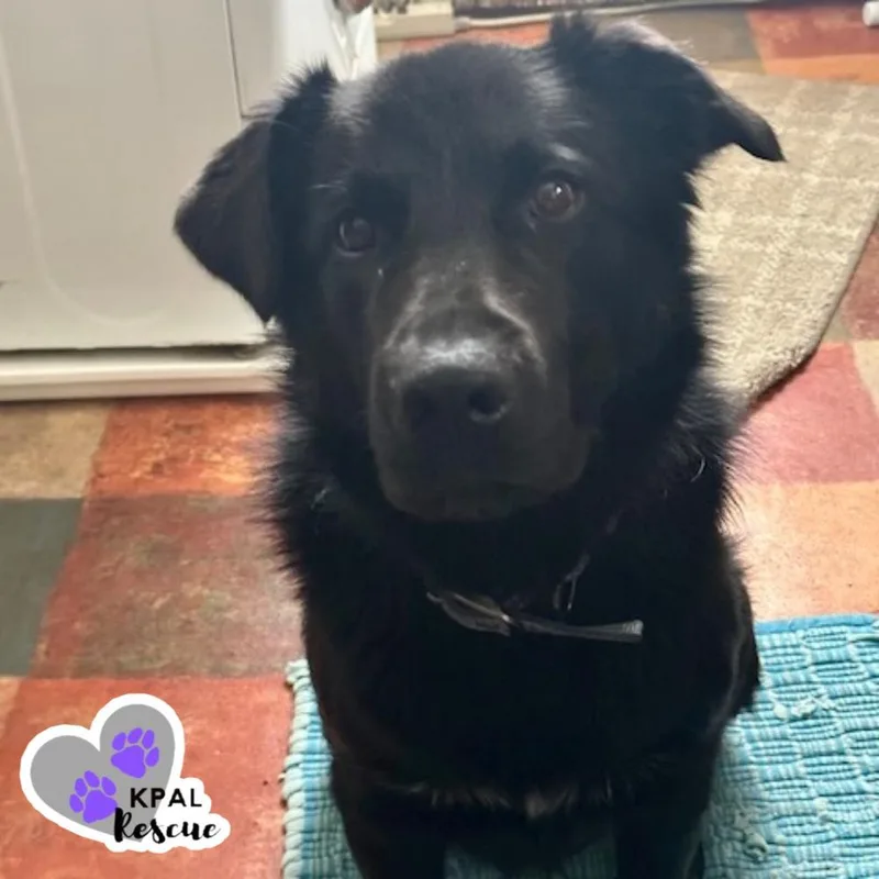 Typhoonie Scooter Ykd