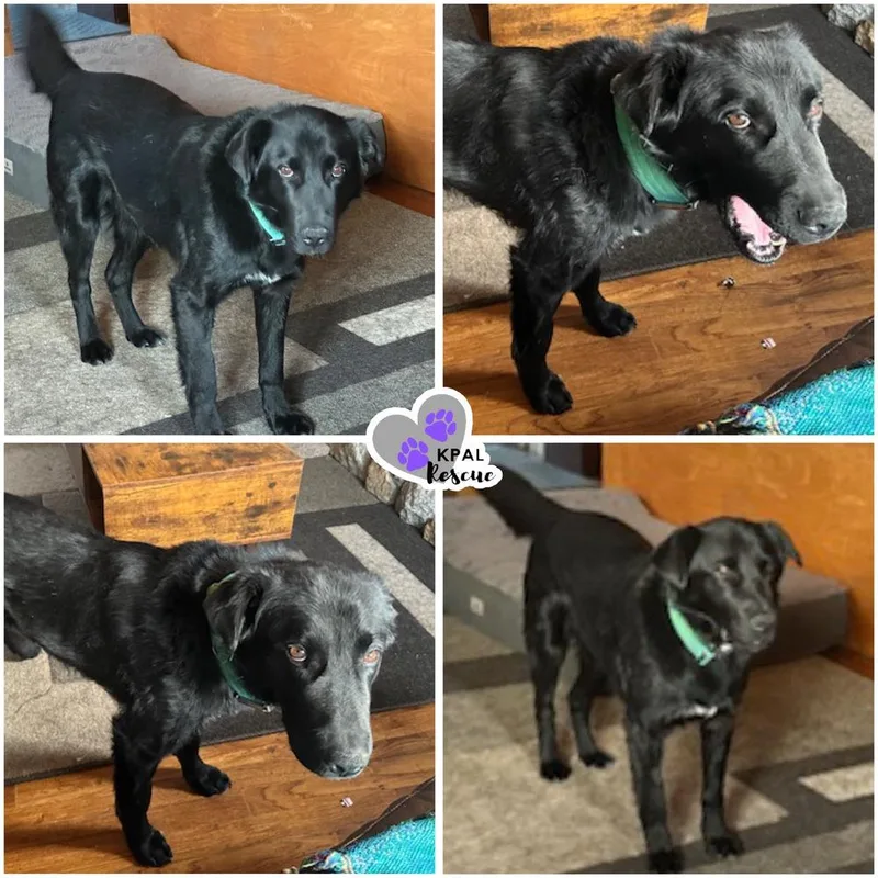 Typhoonie Scooter  Ykd thumbnail 2