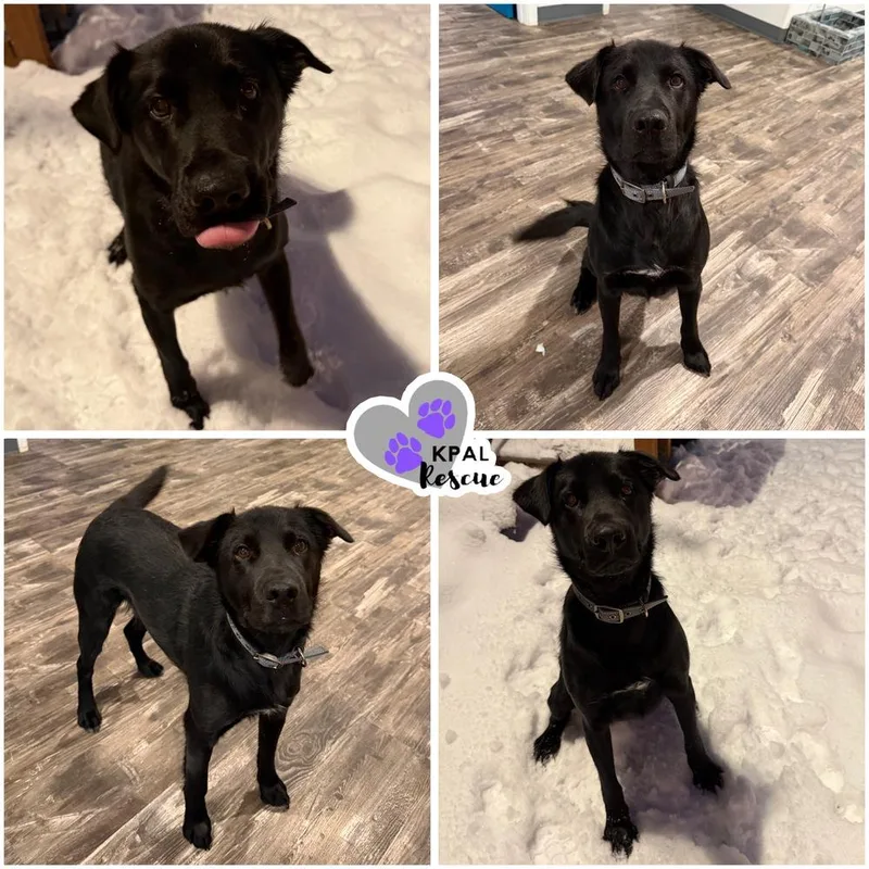 Typhoonie Scooter  Ykd thumbnail 3