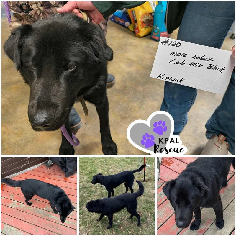 Typhoonie Scooter  Ykd thumbnail 4