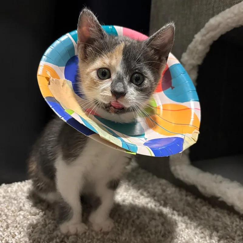 A young small-sized female Brown / Chocolate Domestic Short Hair cat named Angeluz for adoption in Austin, TX