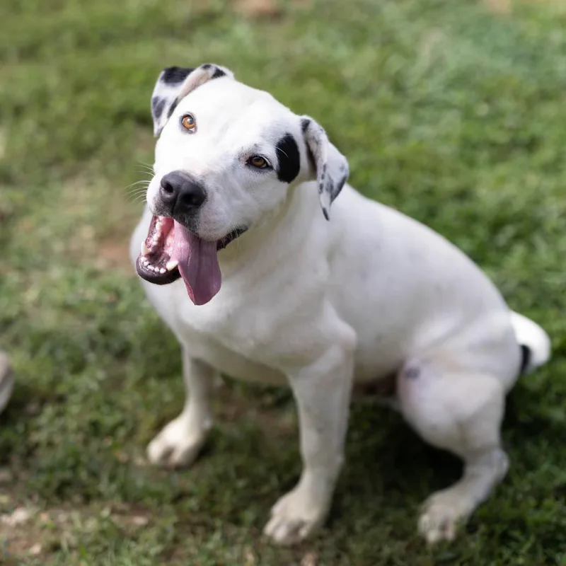 A young medium-sized male White / Cream Border Collie dog named Summit for adoption in Talbott, TN