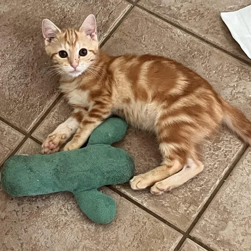 A baby medium-sized male Tabby (Orange / Red) Domestic Short Hair cat named Cheddar for adoption in Landenberg, PA