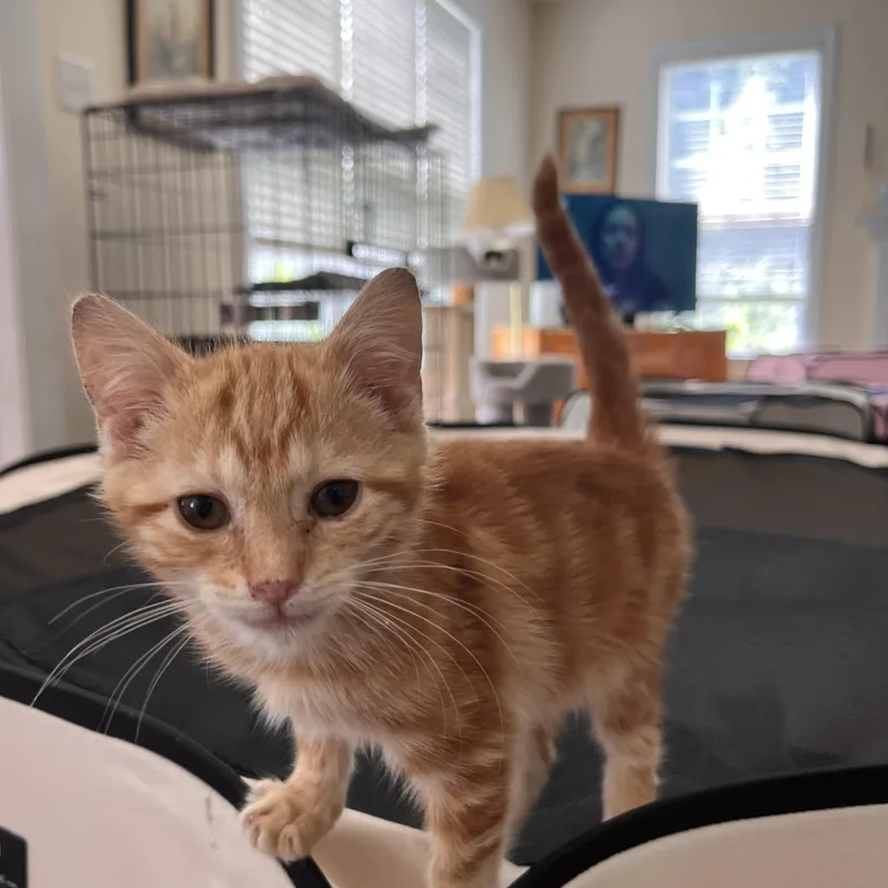 Cheddar thumbnail 2