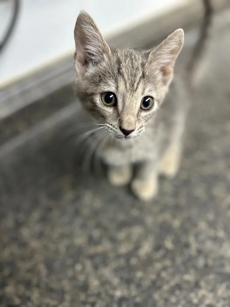 A baby small-sized female Domestic Short Hair cat named Victoria for adoption in Lockhart, TX