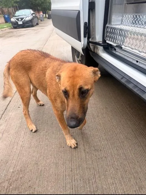 A young medium-sized female Mixed Breed dog named Scooby for adoption in Dallas, TX