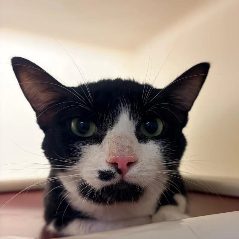 A young medium-sized male Black Domestic Short Hair cat named Raulito for adoption in Harrisonburg, VA