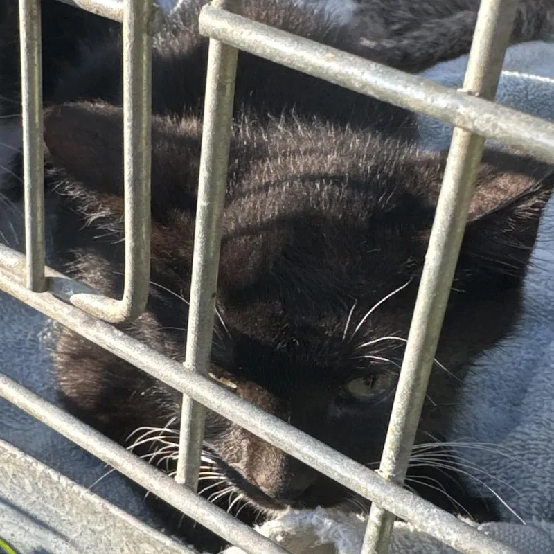 A baby small-sized male Black Domestic Short Hair cat named Bird Boy for adoption in West Plains, MO
