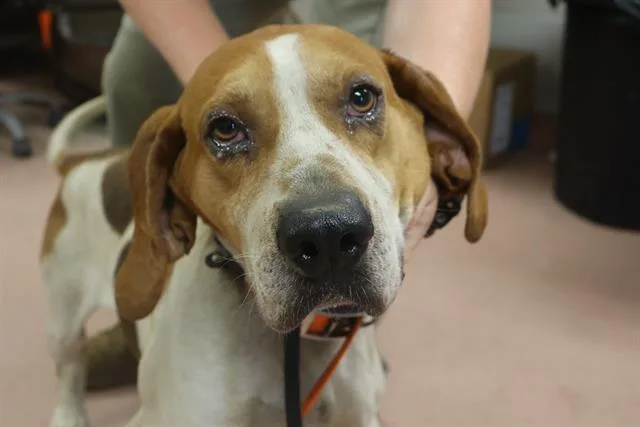 An adult medium-sized male Mixed Breed dog named Utah for adoption in Columbia, SC