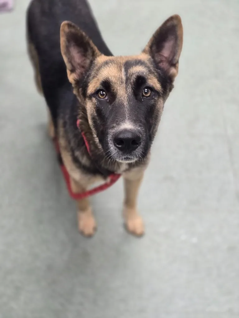 Sadie