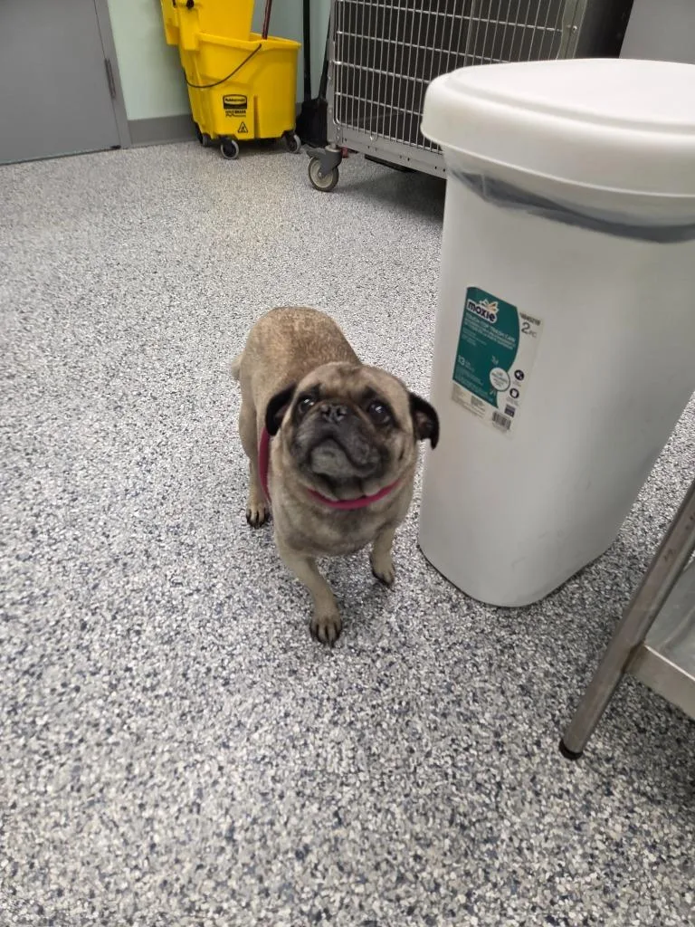 An adult small-sized male Terrier dog named Chewy for adoption in Athens, TN
