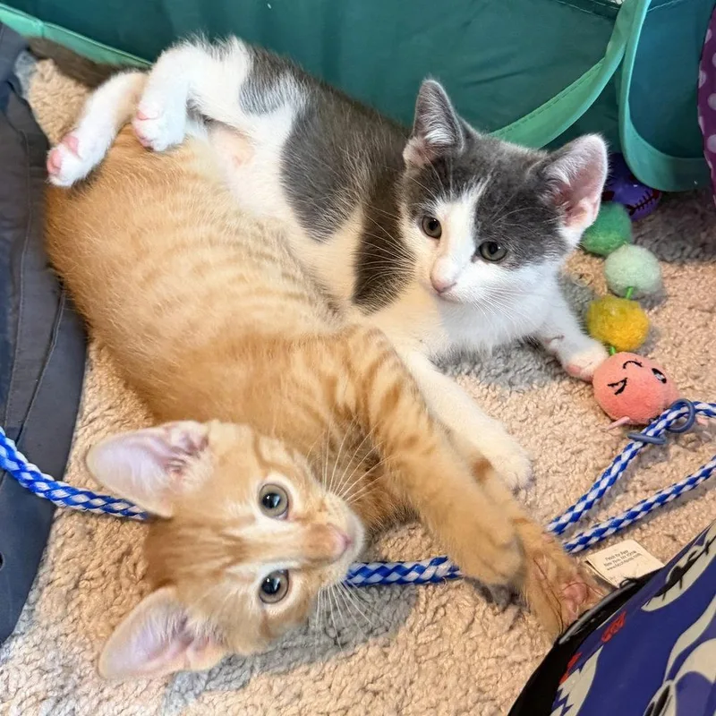 A baby medium-sized male Domestic Short Hair cat named Wrex for adoption in Candler, NC