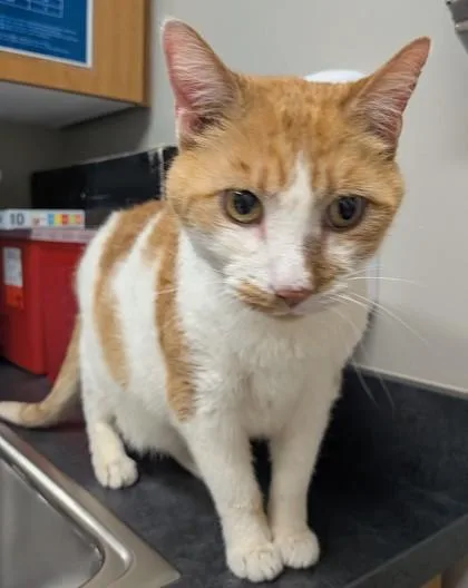An adult small-sized male Domestic Short Hair cat named Bibi for adoption in Missoula, MT