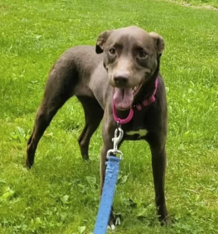 An adult medium-sized female Brown / Chocolate Labrador Retriever dog named Daisy for adoption in Pleasant Valley, NY