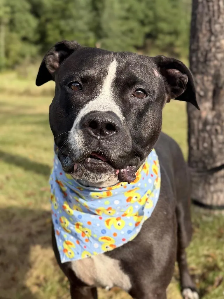 An adult large-sized male Mixed Breed dog named Rhoadee for adoption in Menomonie, WI