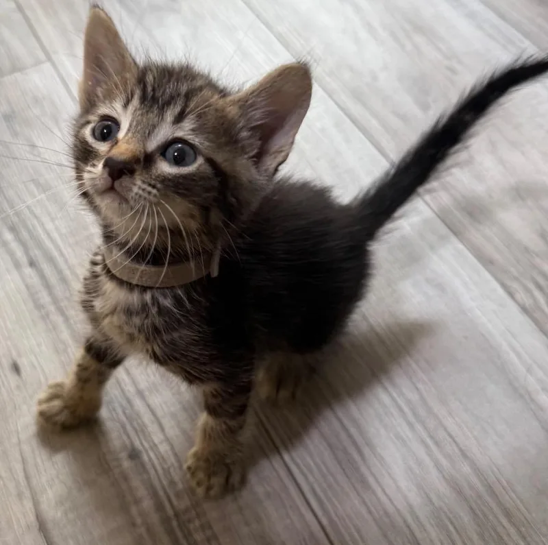 A baby small-sized male Domestic Short Hair cat named Small Criminal for adoption in Newnan, GA