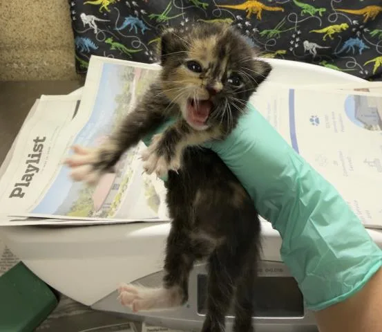 A baby small-sized female Domestic Short Hair cat named Paprika for adoption in Riverside, CA