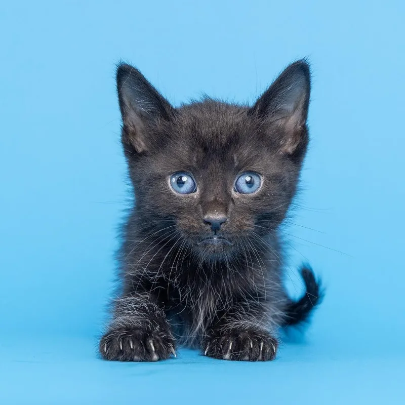 A baby small-sized male Black Domestic Short Hair cat named Akura for adoption in Franklin, TN