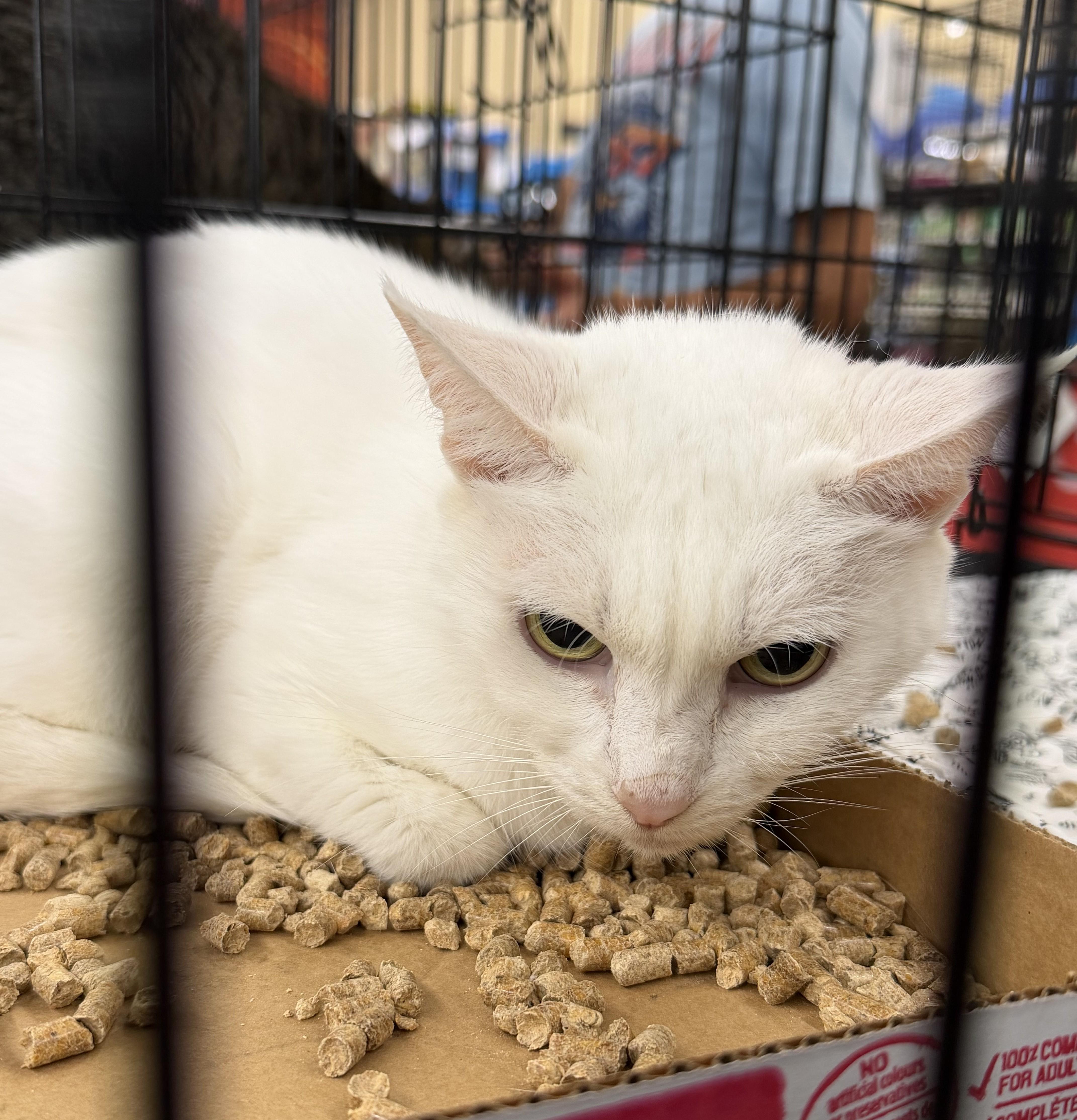 An adult medium-sized female White Domestic Short Hair cat named Daisy for adoption in Columbia, SC
