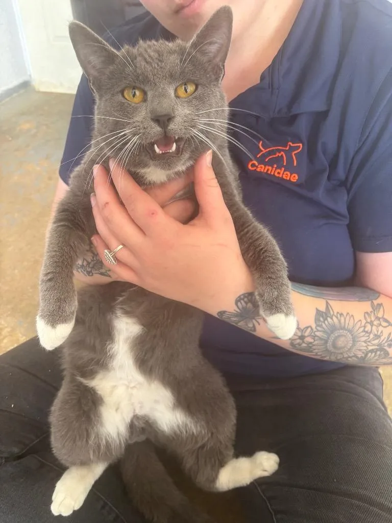 An adult small-sized male Domestic Short Hair cat named Swiss for adoption in Brownwood, TX