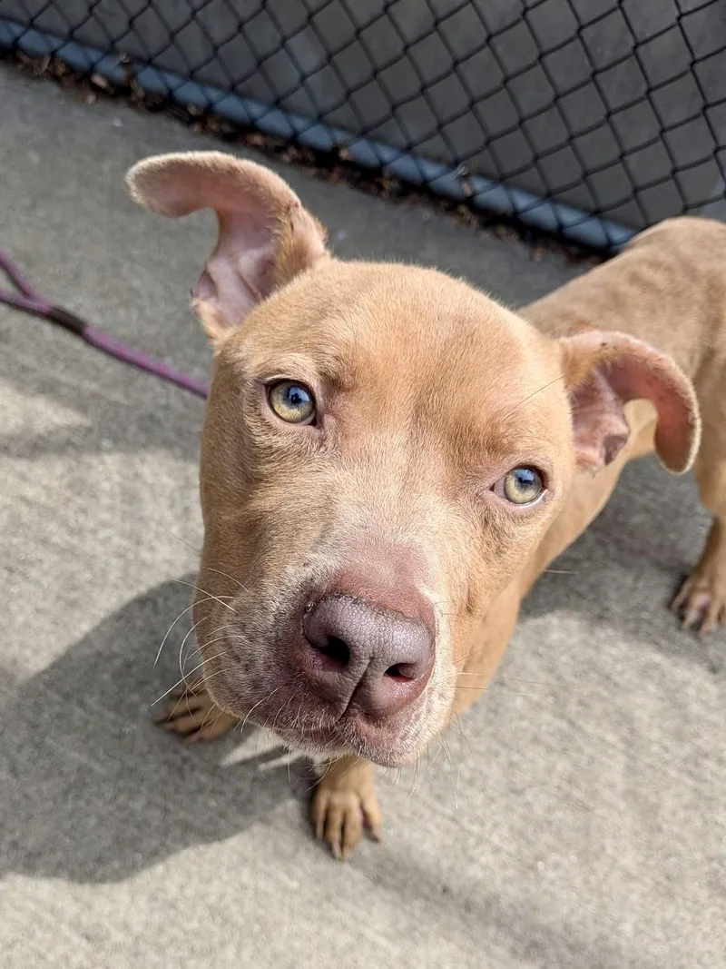 An adult medium-sized male Yellow / Tan / Blond / Fawn Pit Bull Terrier dog named Parcheesi for adoption in Chicago, IL