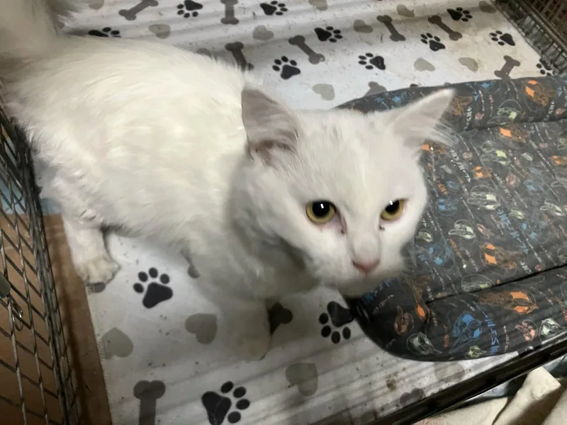 An adult medium-sized male White Domestic Short Hair cat named Oliver for adoption in San Jose, CA