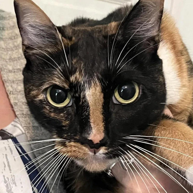 An adult medium-sized female Tortoiseshell Domestic Short Hair cat named Bc for adoption in Calverton, NY