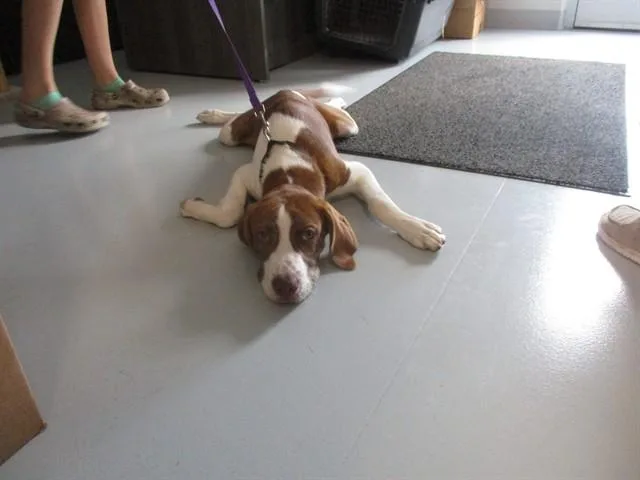 A baby large-sized male Foxhound dog named Boone for adoption in Ocala, FL