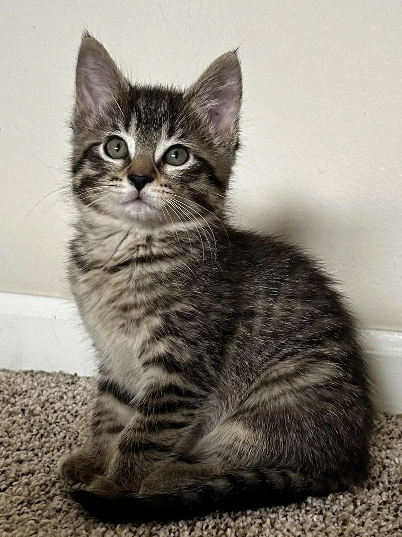 A young medium-sized female Tabby (Tiger Striped) Domestic Short Hair cat named Fairy for adoption in Grayslake, IL