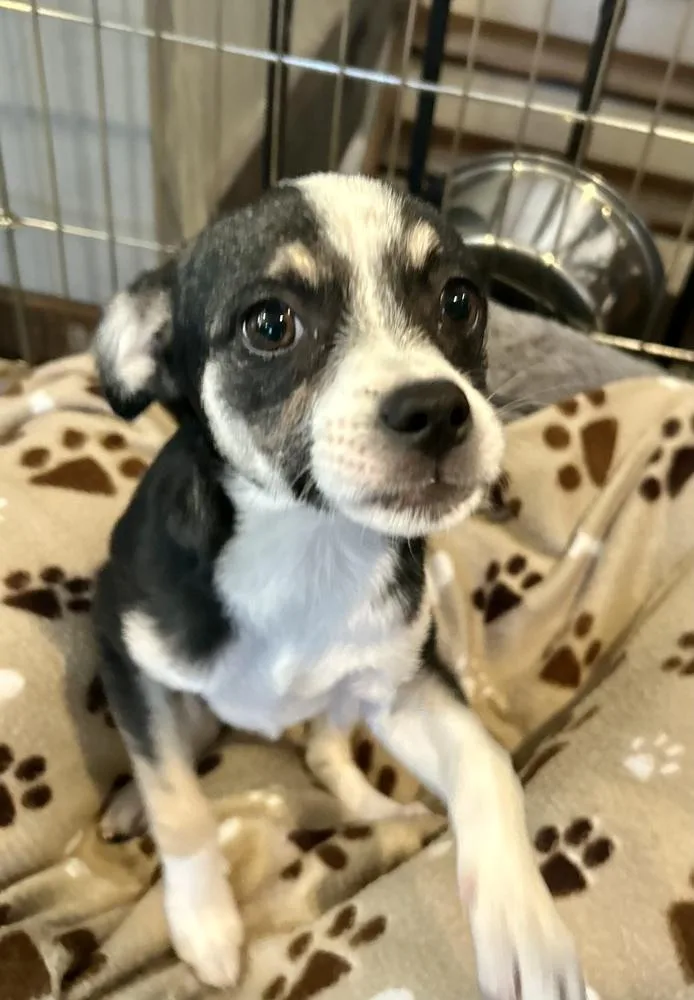 A baby small-sized female Tricolor (Brown, Black, & White) Chihuahua dog named Molly for adoption in Greenlawn, NY