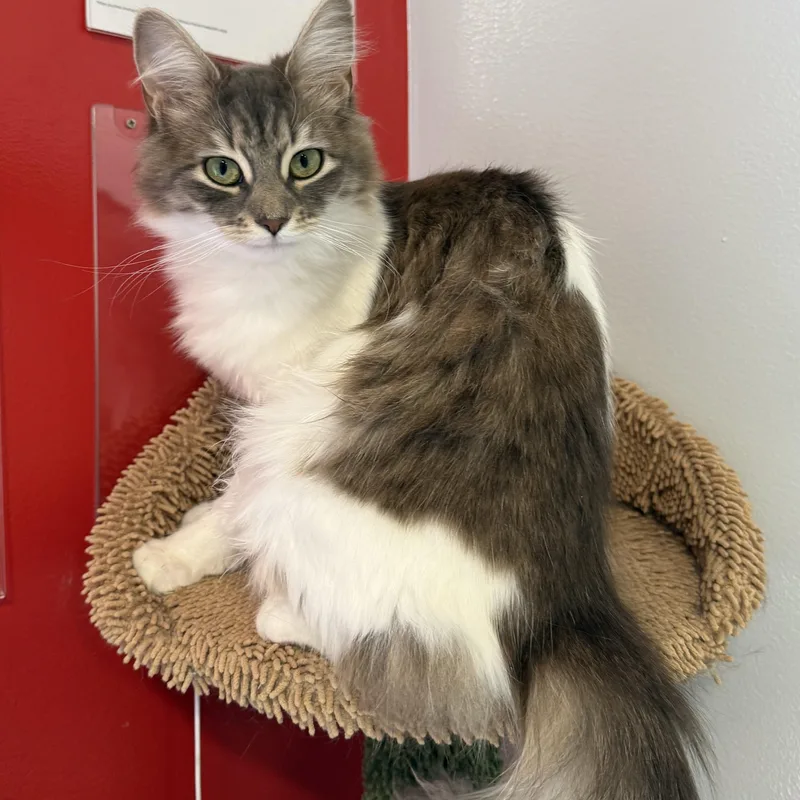 A baby small-sized female White Domestic Long Hair cat named Padme for adoption in North Haven, CT