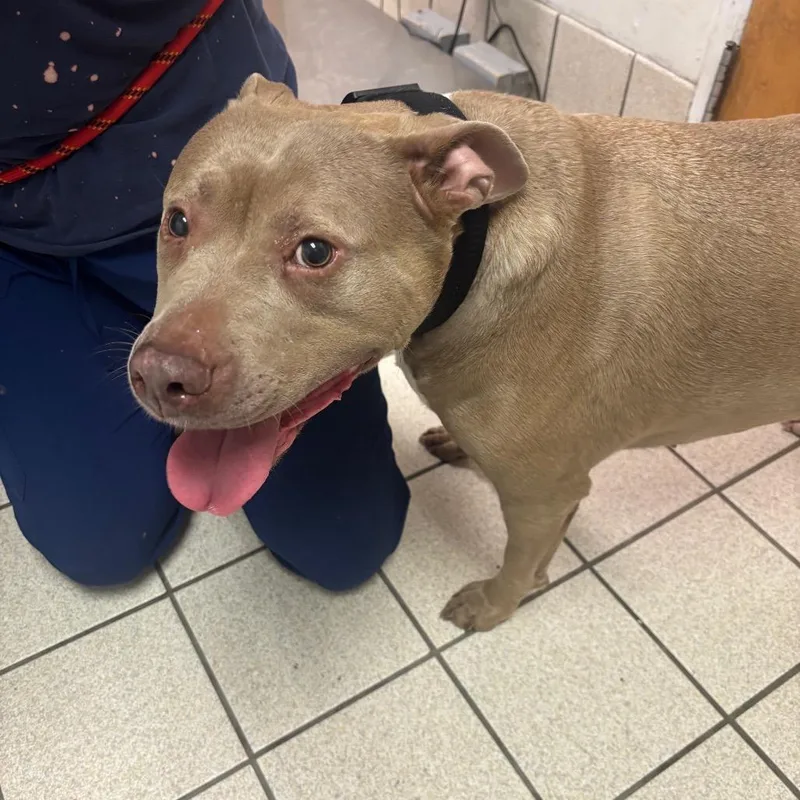 An adult large-sized female White / Cream Mixed Breed dog named Kirby for adoption in Charleston, WV