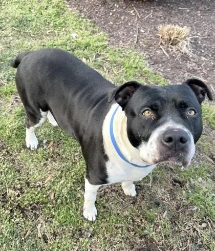 An adult large-sized male Pit Bull Terrier dog named Sal for adoption in Knoxville, TN