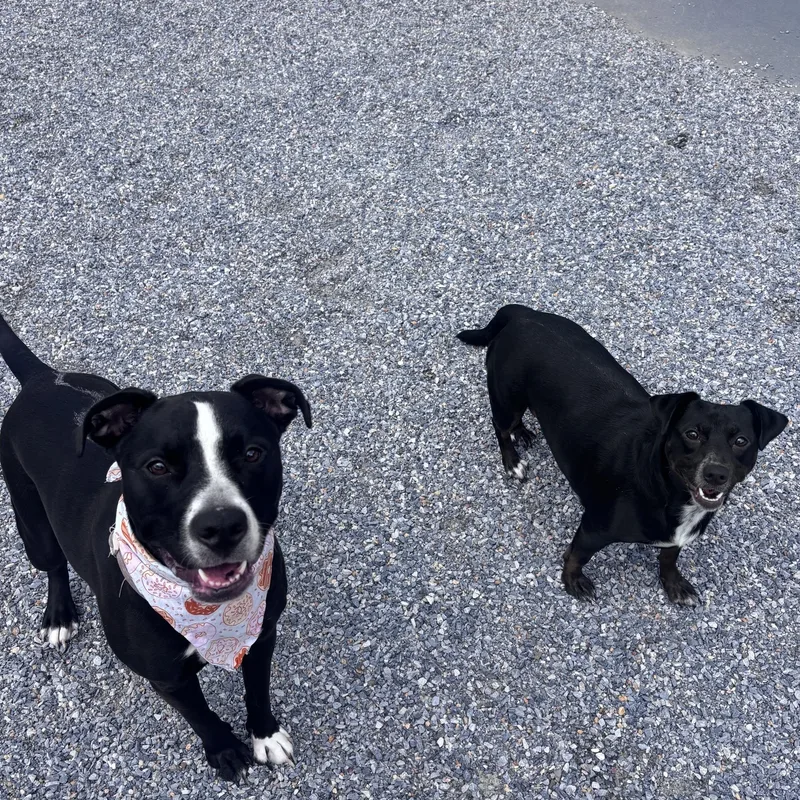 An adult medium-sized female Black Mixed Breed dog named Raelyn & Stormie for adoption in Marion, NC