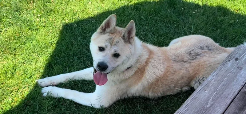 A young large-sized male Tricolor (Brown, Black, & White) Akita dog named Tails for adoption in Warren, OH