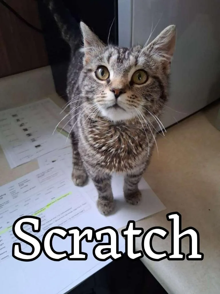 A baby small-sized male Domestic Short Hair cat named Scratch for adoption in Hillsboro, OH