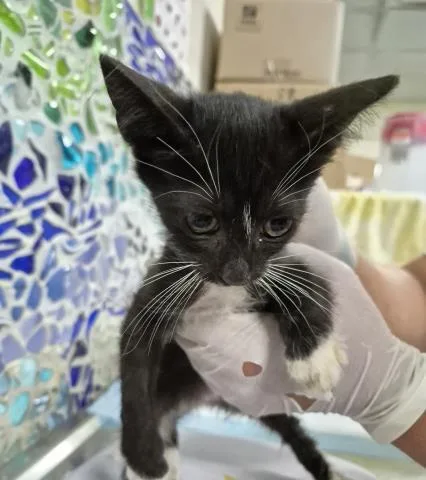 A baby small-sized female Domestic Short Hair cat named Joliet for adoption in Pensacola, FL