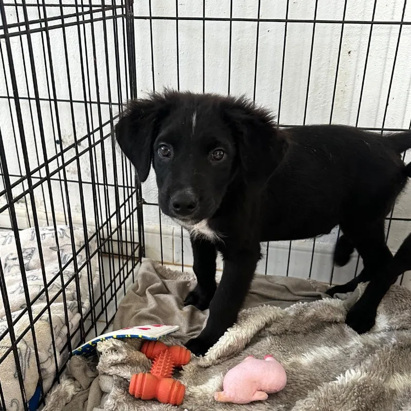 A young medium-sized male Mixed Breed dog named Forest for adoption in San Juan, PR