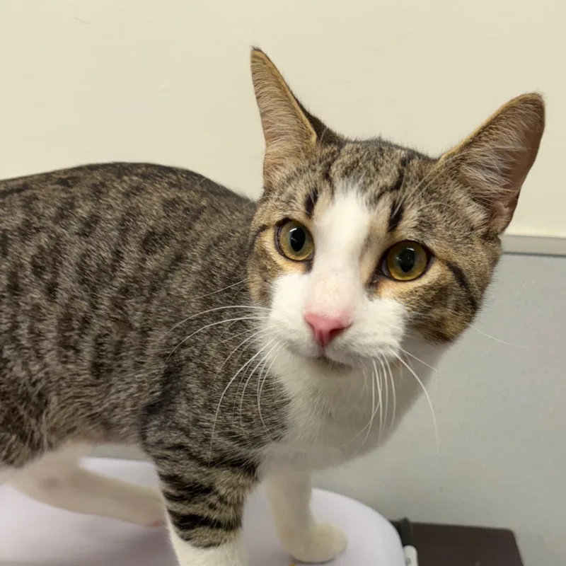An adult medium-sized male White Domestic Short Hair cat named Reese for adoption in Tampa, FL